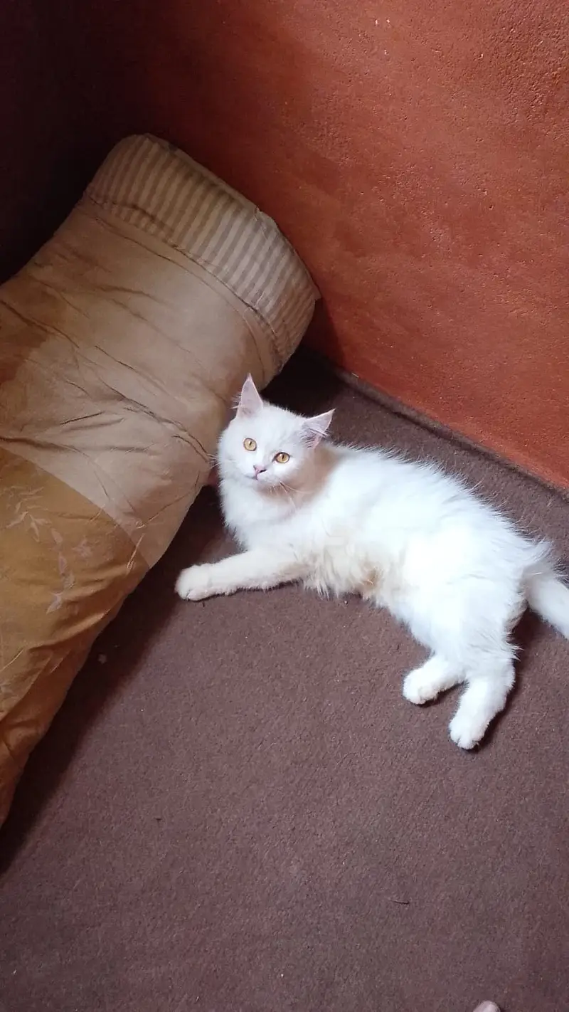 Persian Adult Female Cat & Kitten – Double Coat | 12,000 & 6,000 PKR — photo 3