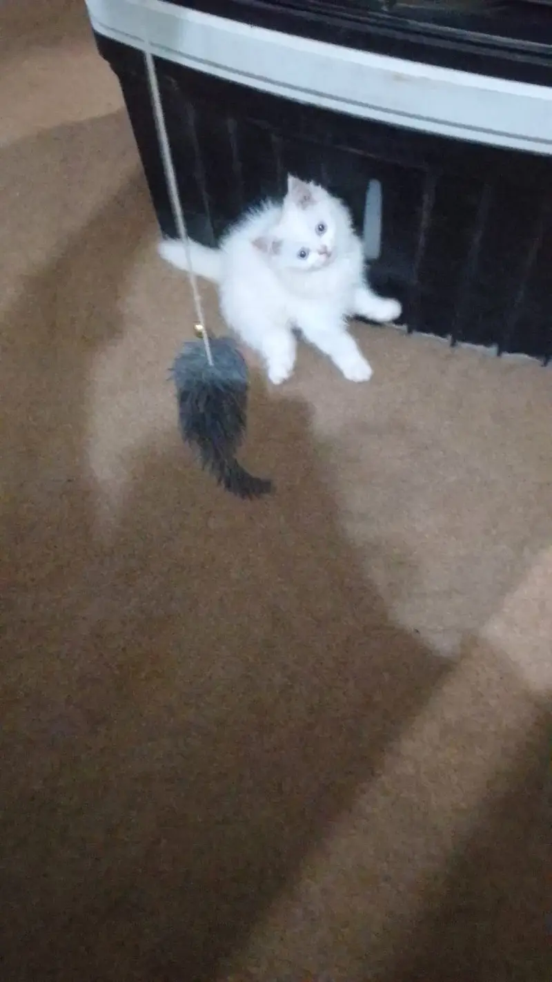 Persian Adult Female Cat & Kitten – Double Coat | 12,000 & 6,000 PKR — photo 4