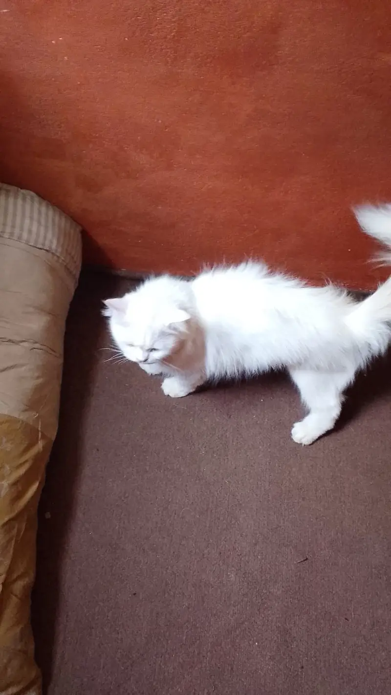 Persian Adult Female Cat & Kitten – Double Coat | 12,000 & 6,000 PKR — photo 5