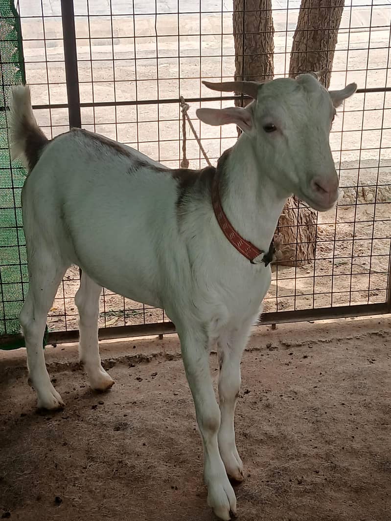 teeda bakra 0