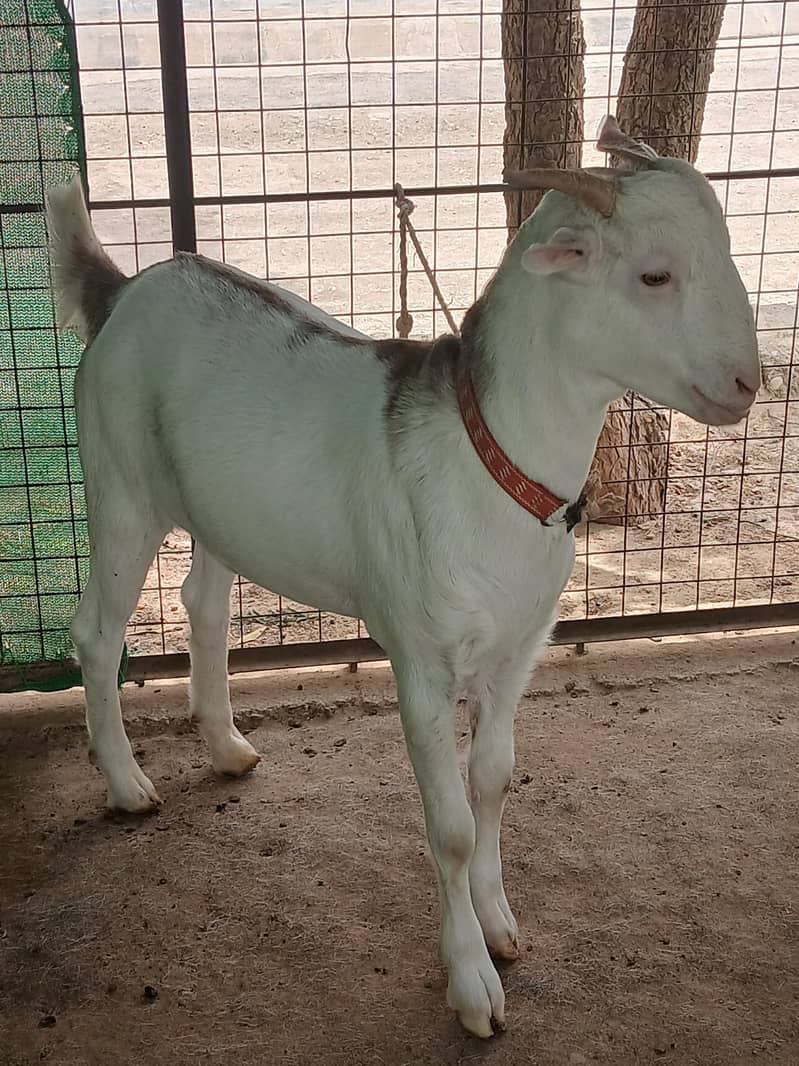 teeda bakra 1