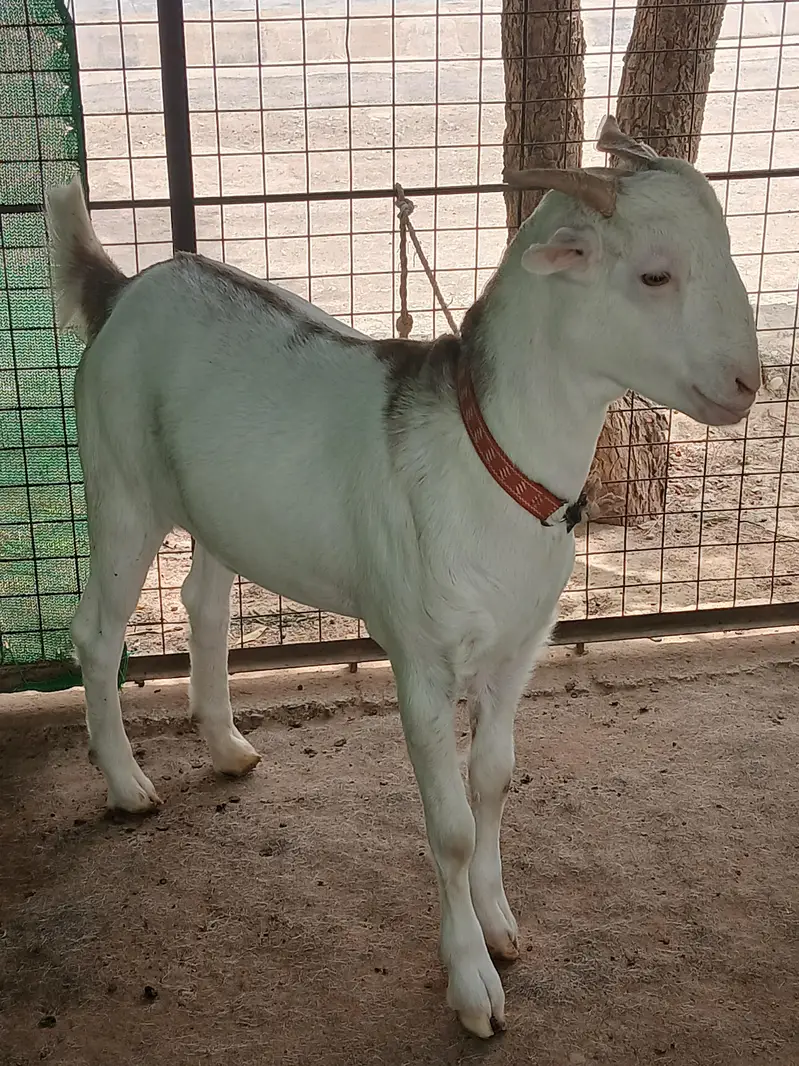 teeda bakra — photo 2