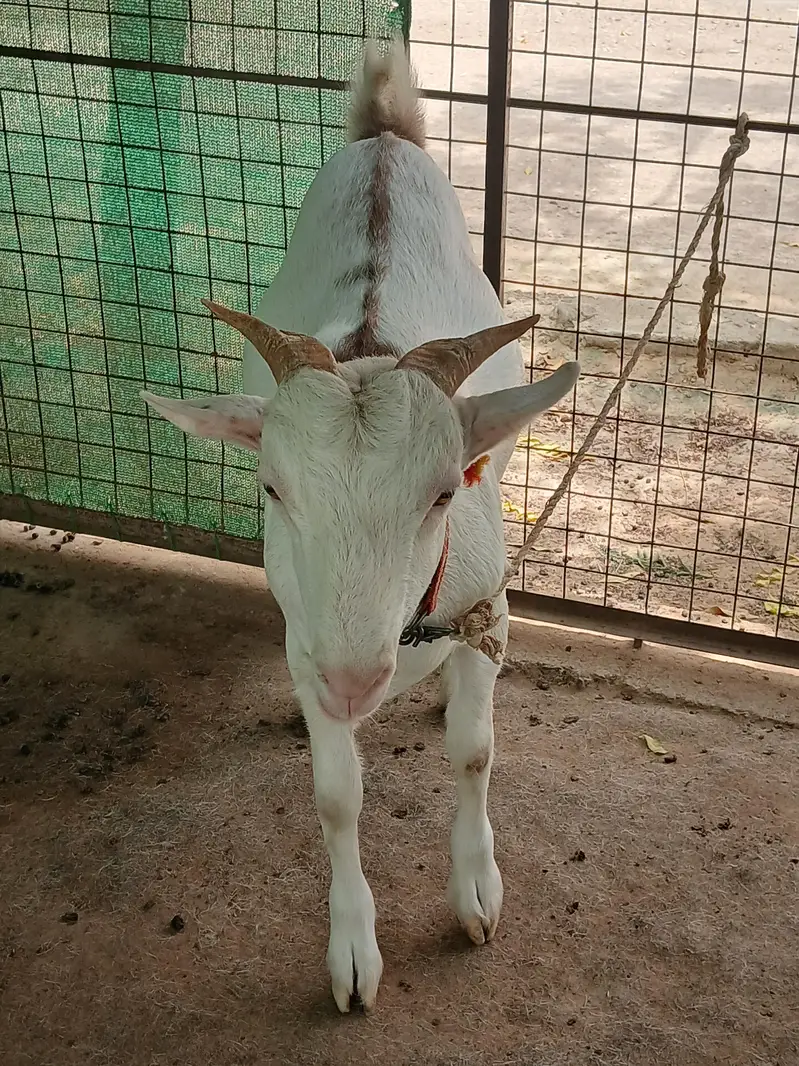 teeda bakra — photo 3