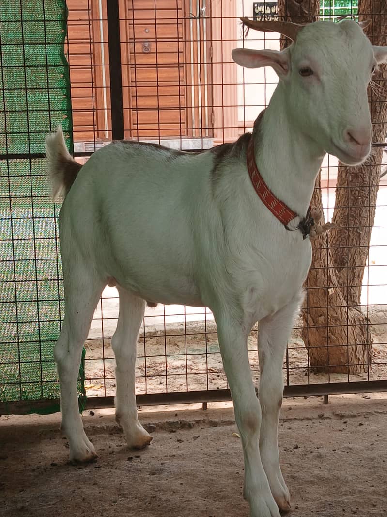 teeda bakra 3