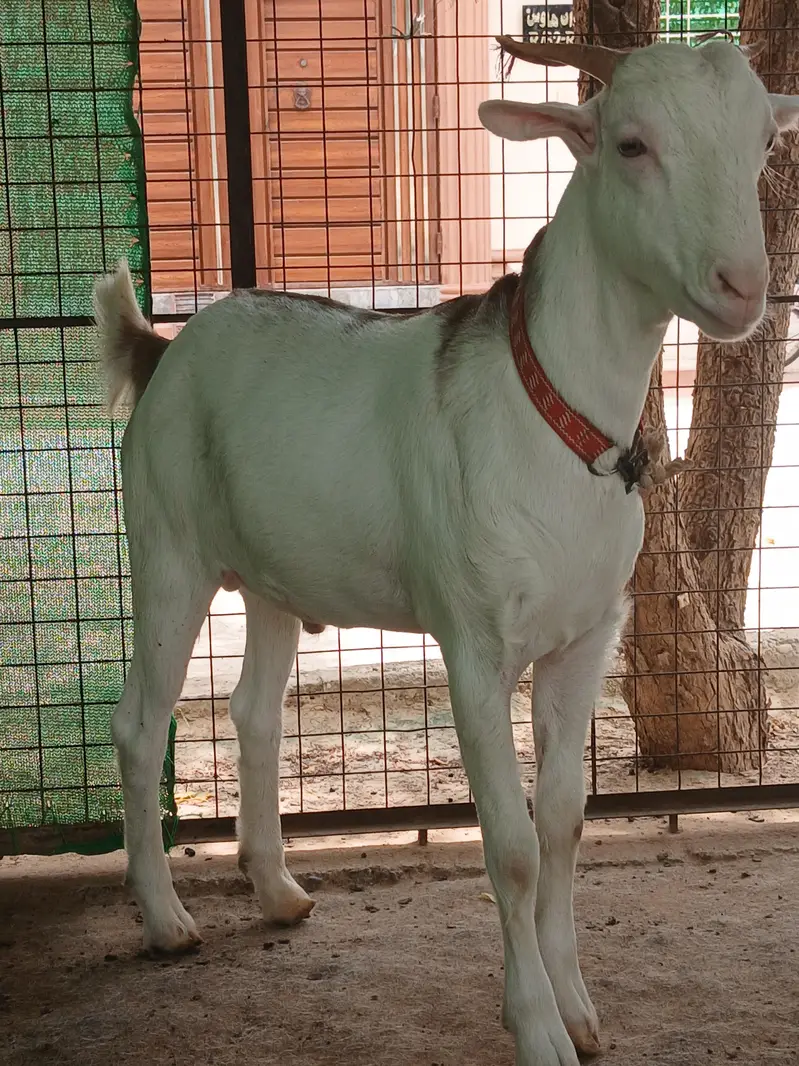 teeda bakra — photo 4