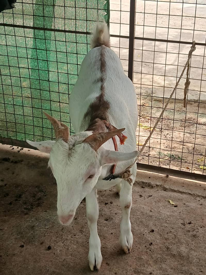 teeda bakra 4