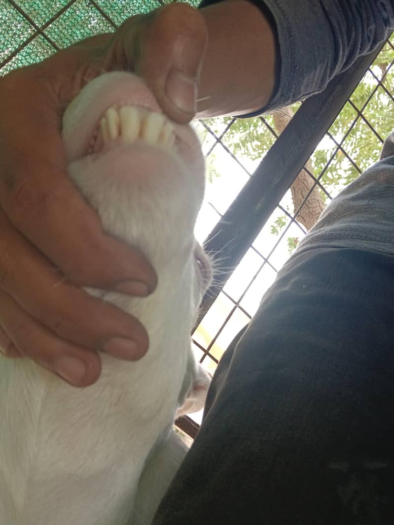teeda bakra 5