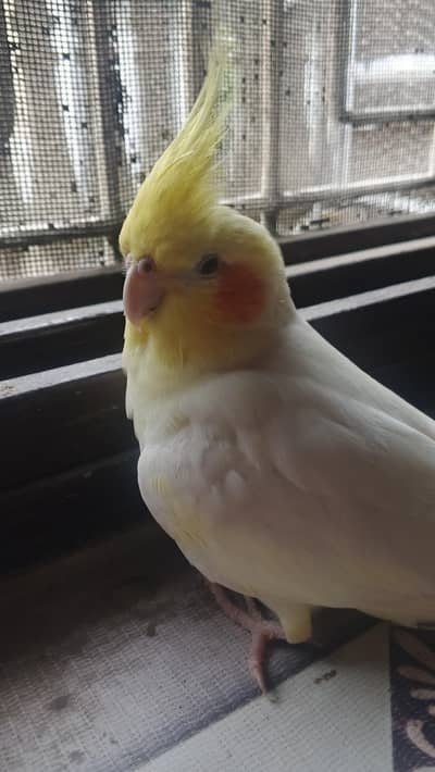 Hand tamed cockatiel pair