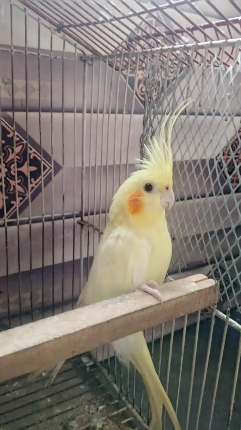 Hand tamed cockatiel pair — photo 2