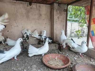 White Pigeon | Black Pigeon
