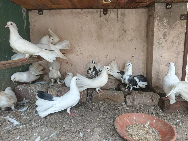 White Pigeon | Black Pigeon — photo 2