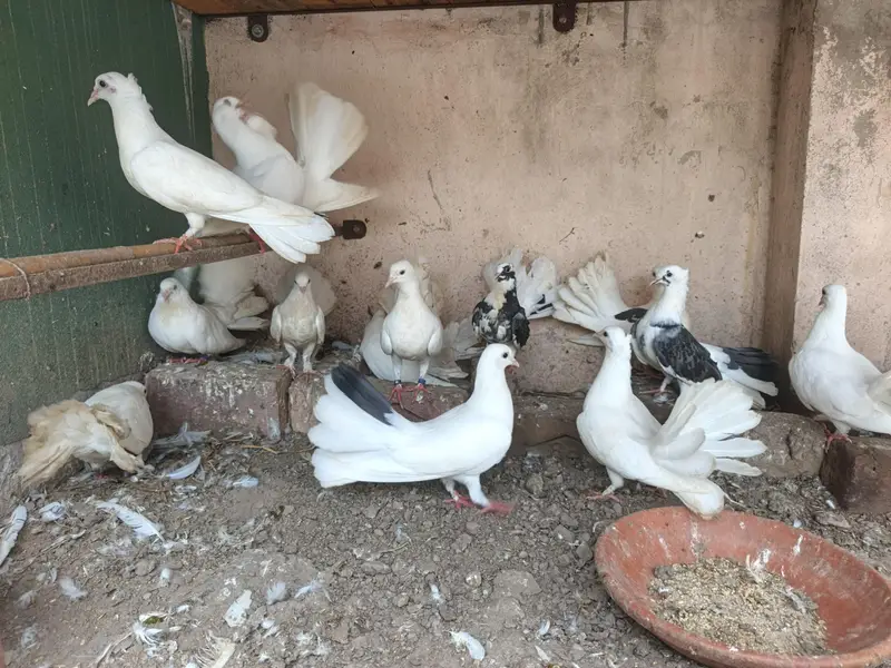 White Pigeon | Black Pigeon — photo 3