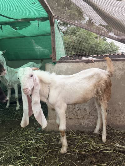 Bakra for sell Gulabi rajan puri