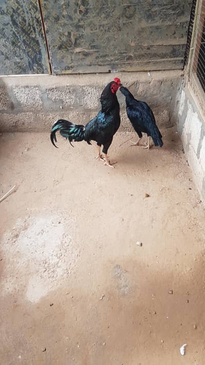 Aseel sindhi breeder pair and their chicks