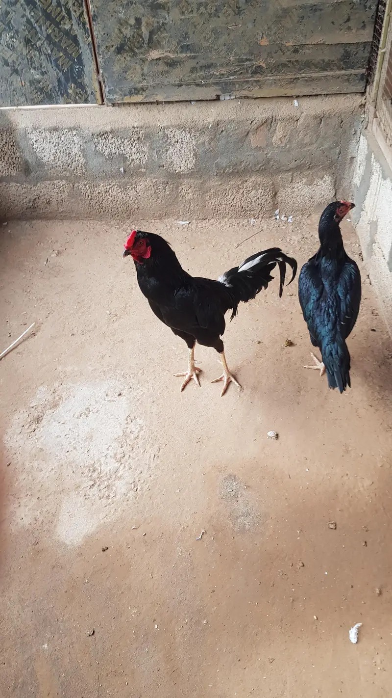 Aseel sindhi breeder pair and their chicks — photo 2