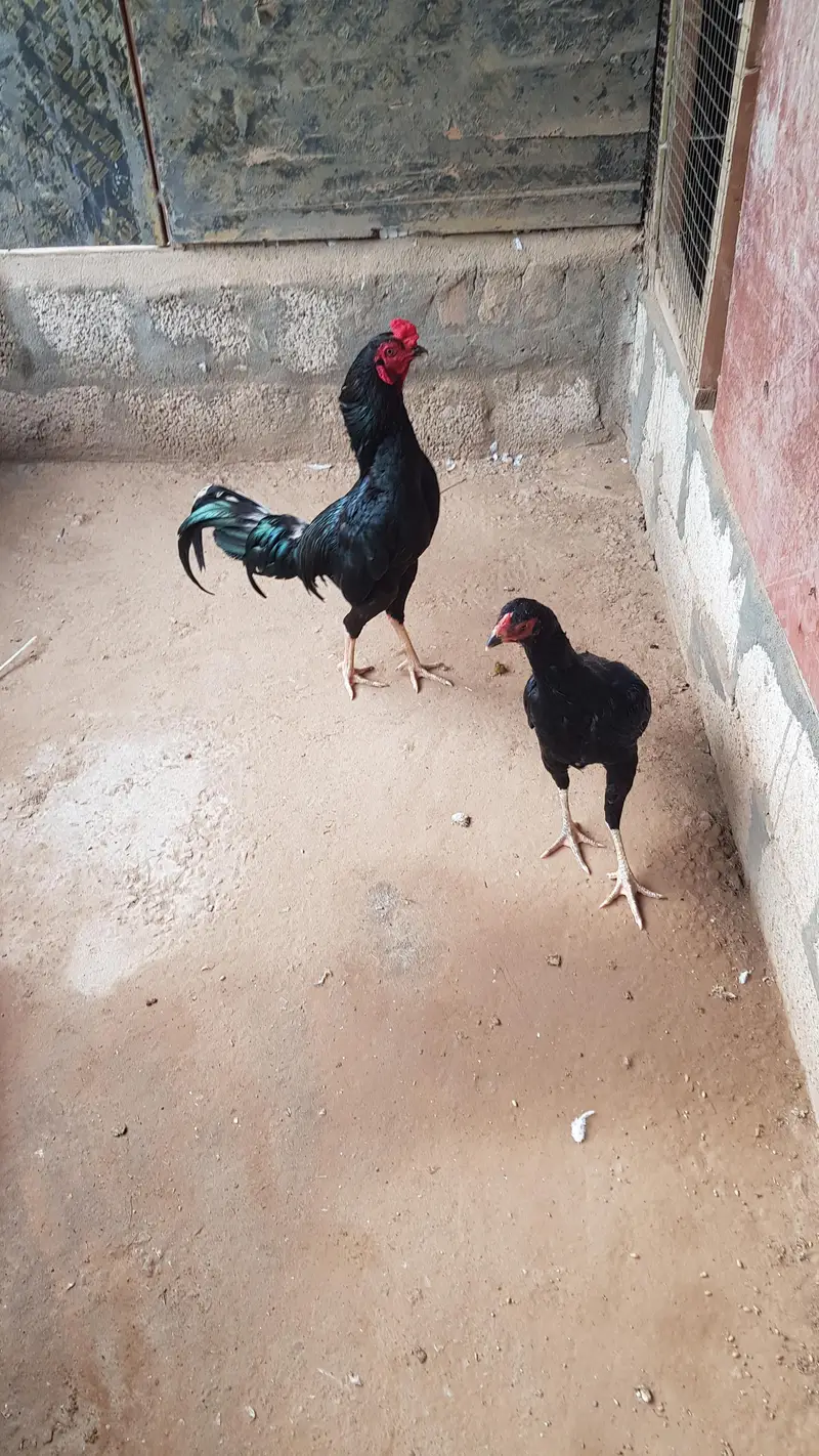 Aseel sindhi breeder pair and their chicks — photo 3