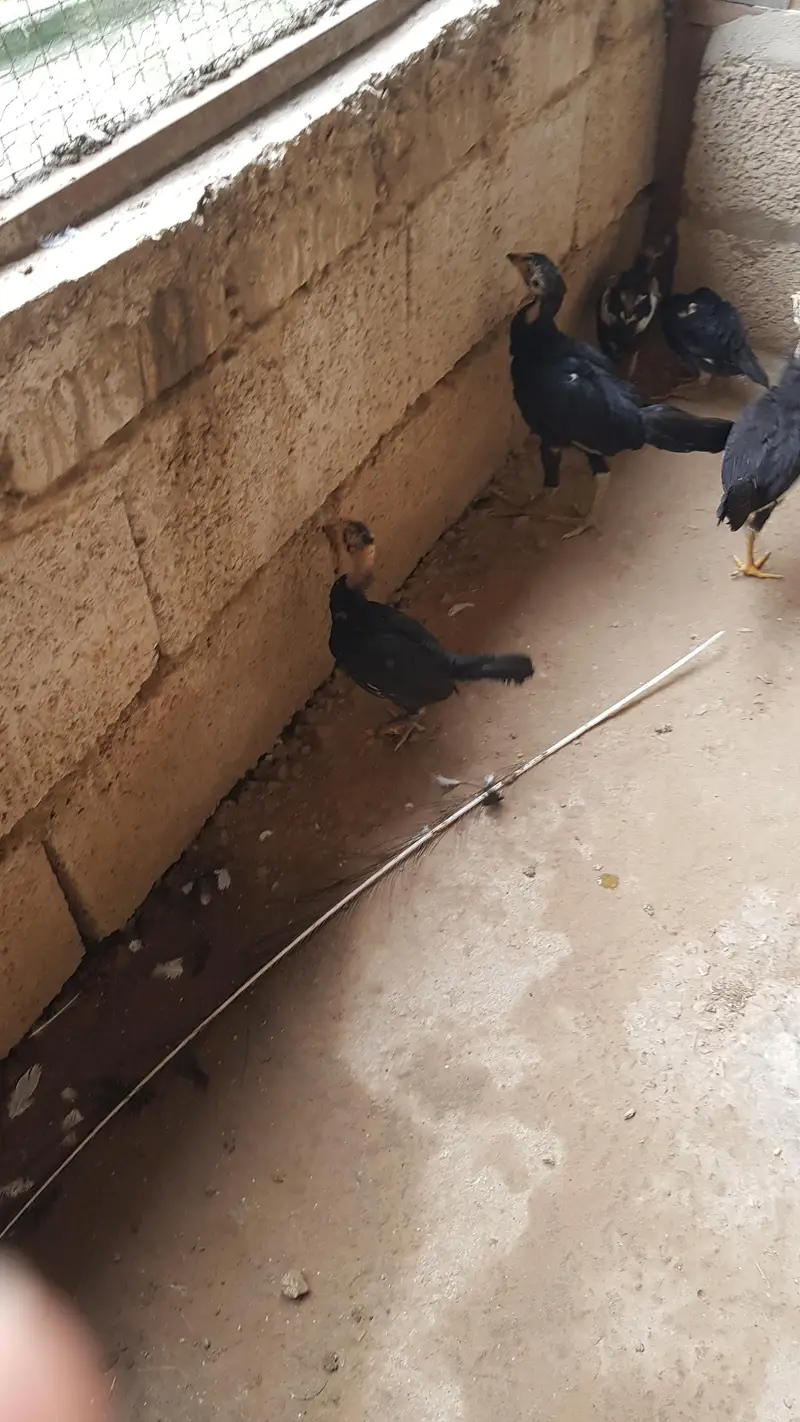 Aseel sindhi breeder pair and their chicks — photo 4