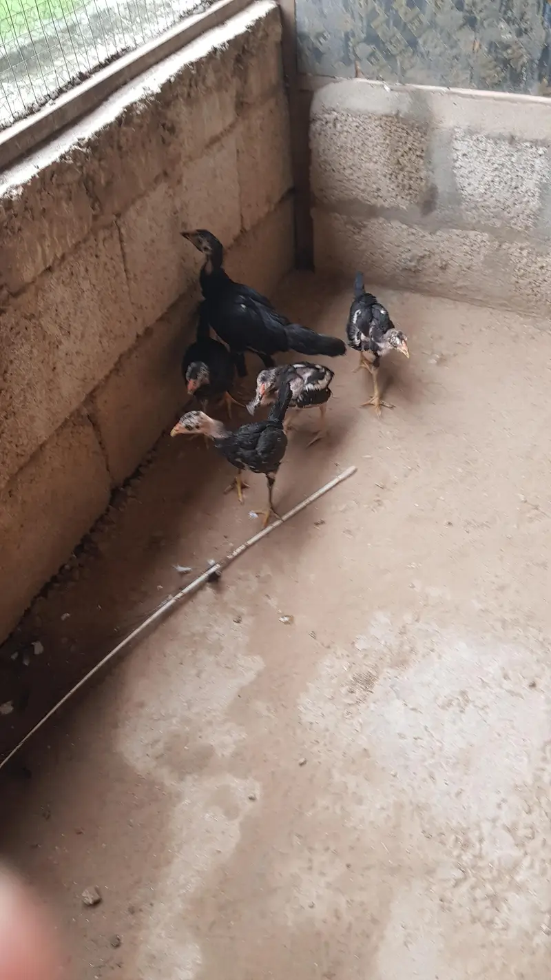 Aseel sindhi breeder pair and their chicks — photo 5