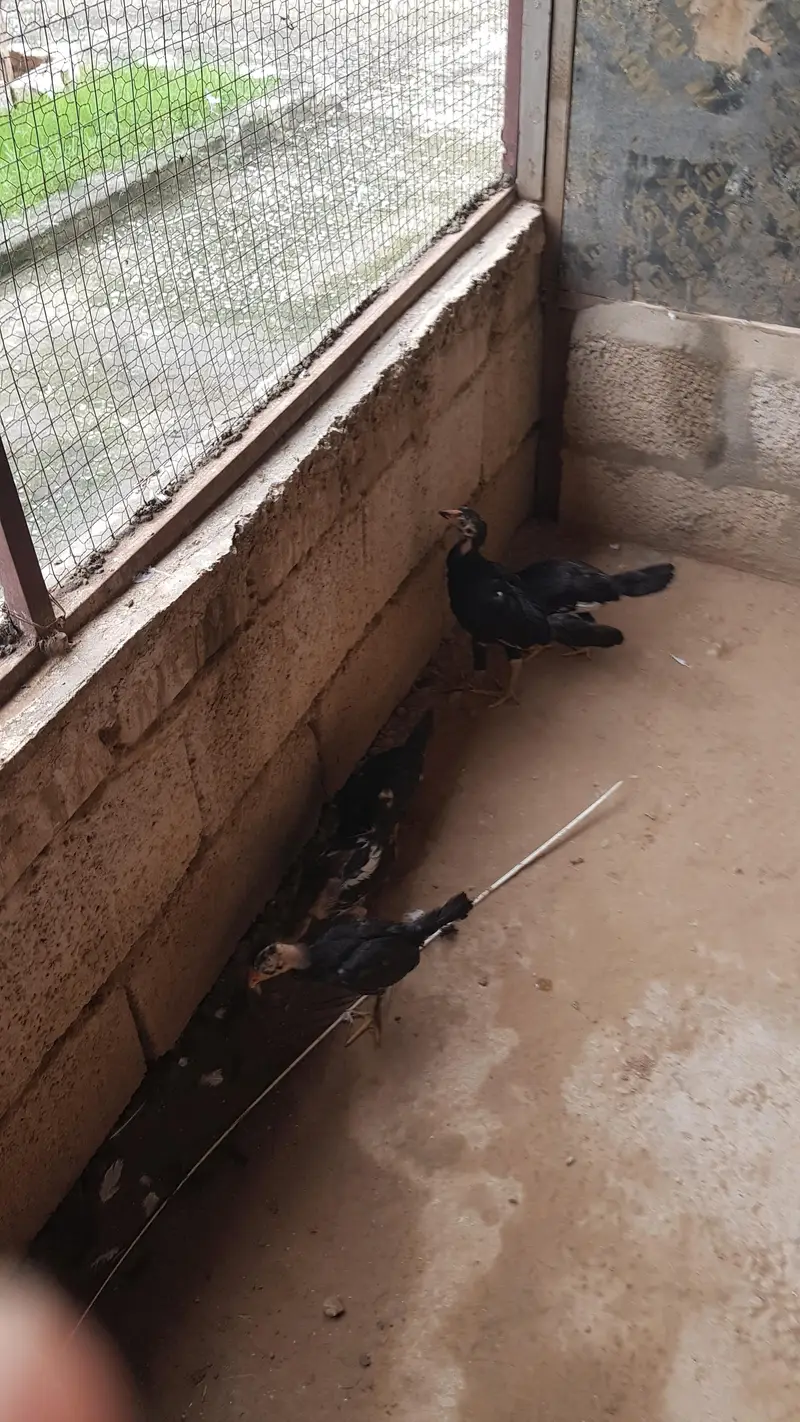 Aseel sindhi breeder pair and their chicks — photo 6