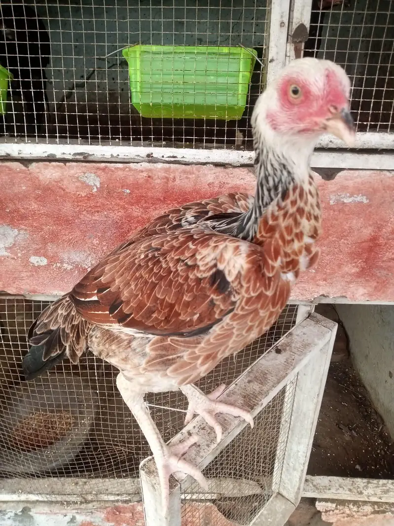aseel high quality phatay phatiyan — photo 7