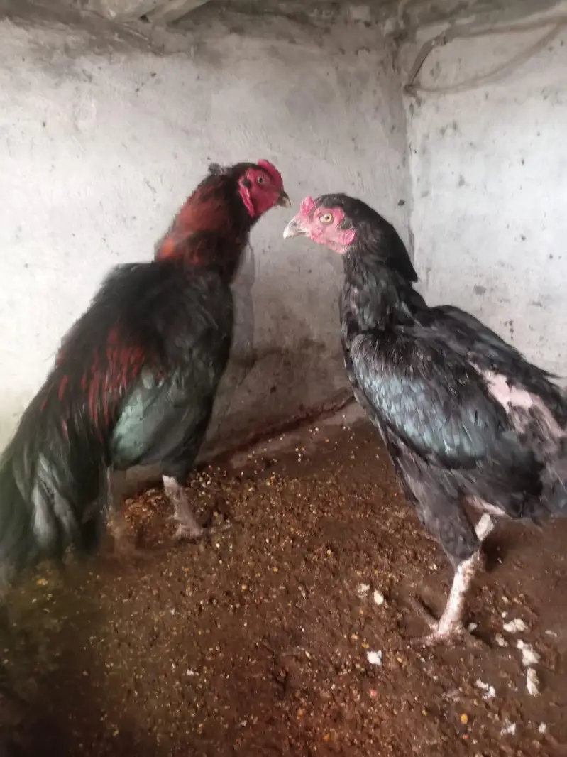 aseel high quality phatay phatiyan — photo 10