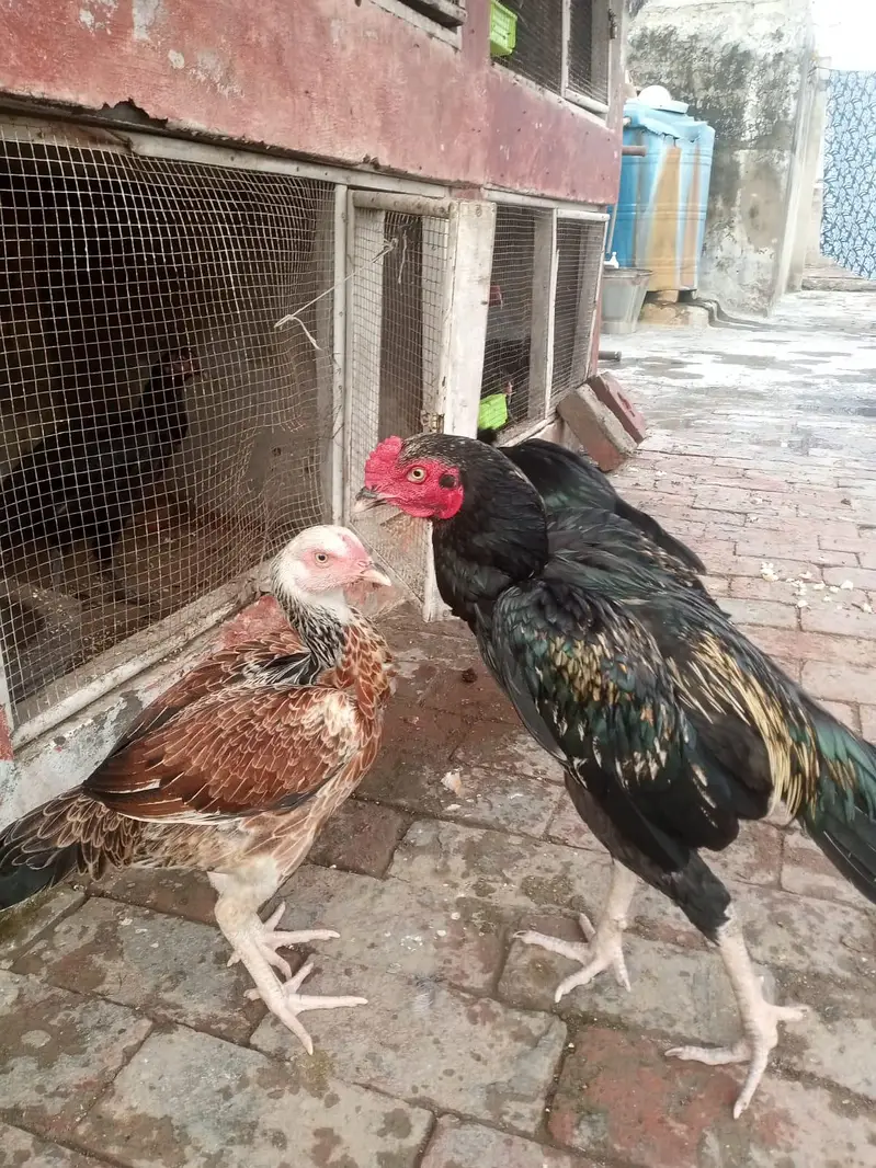 aseel high quality phatay phatiyan — photo 11
