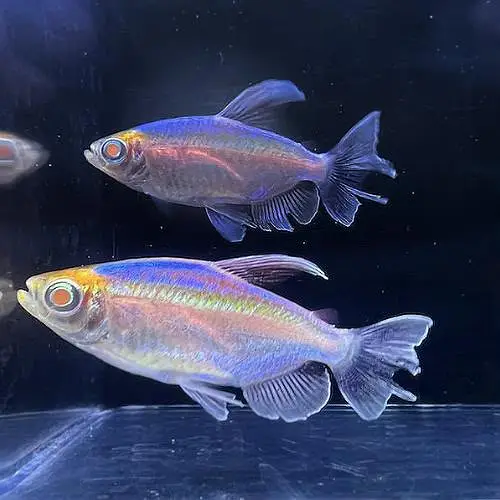 Peacock bass , royal knife , hyfin oscar , severum, albino alligator — photo 7