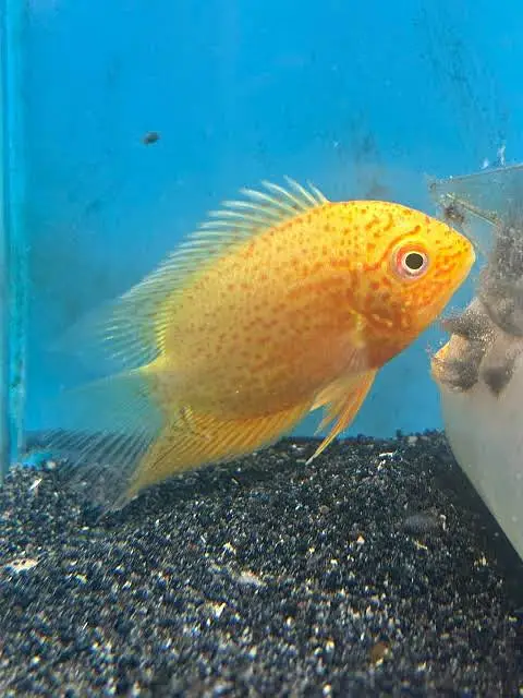 Peacock bass , royal knife , hyfin oscar , severum, albino alligator — photo 10
