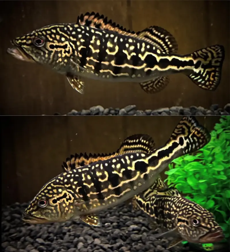 Peacock bass , royal knife , hyfin oscar , severum, albino alligator — photo 11