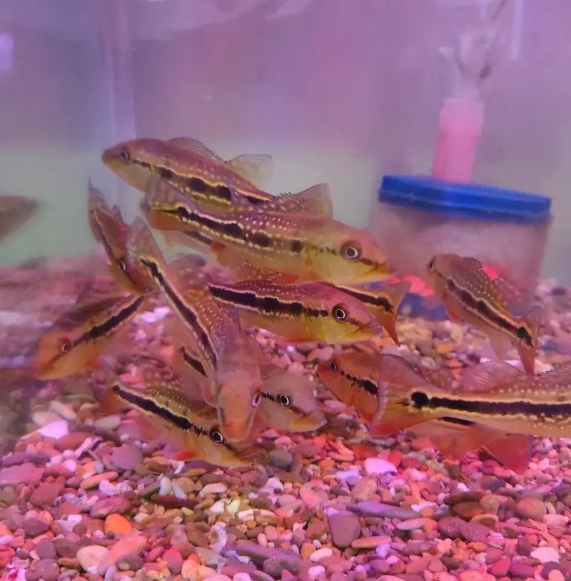 Peacock bass , royal knife , hyfin oscar , severum, albino alligator — photo 12