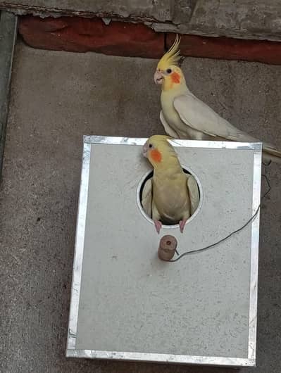 cocktail breeder pairs available num. . 03224833260