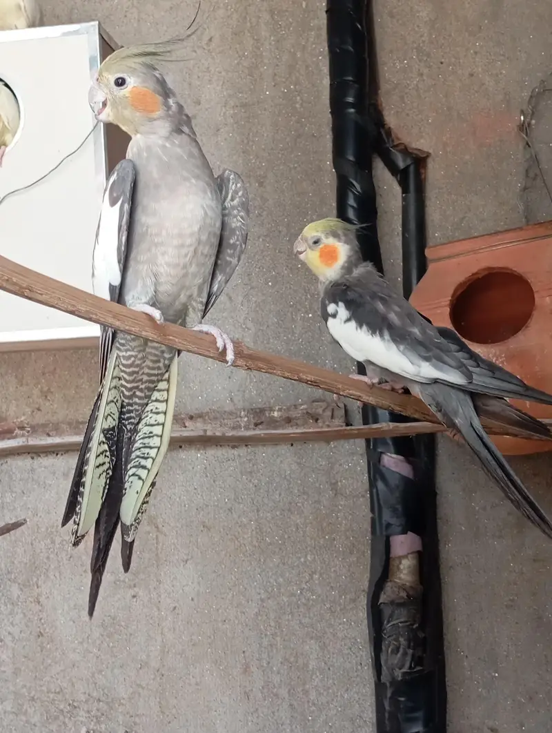 cocktail breeder pairs available num. . 03224833260 — photo 2