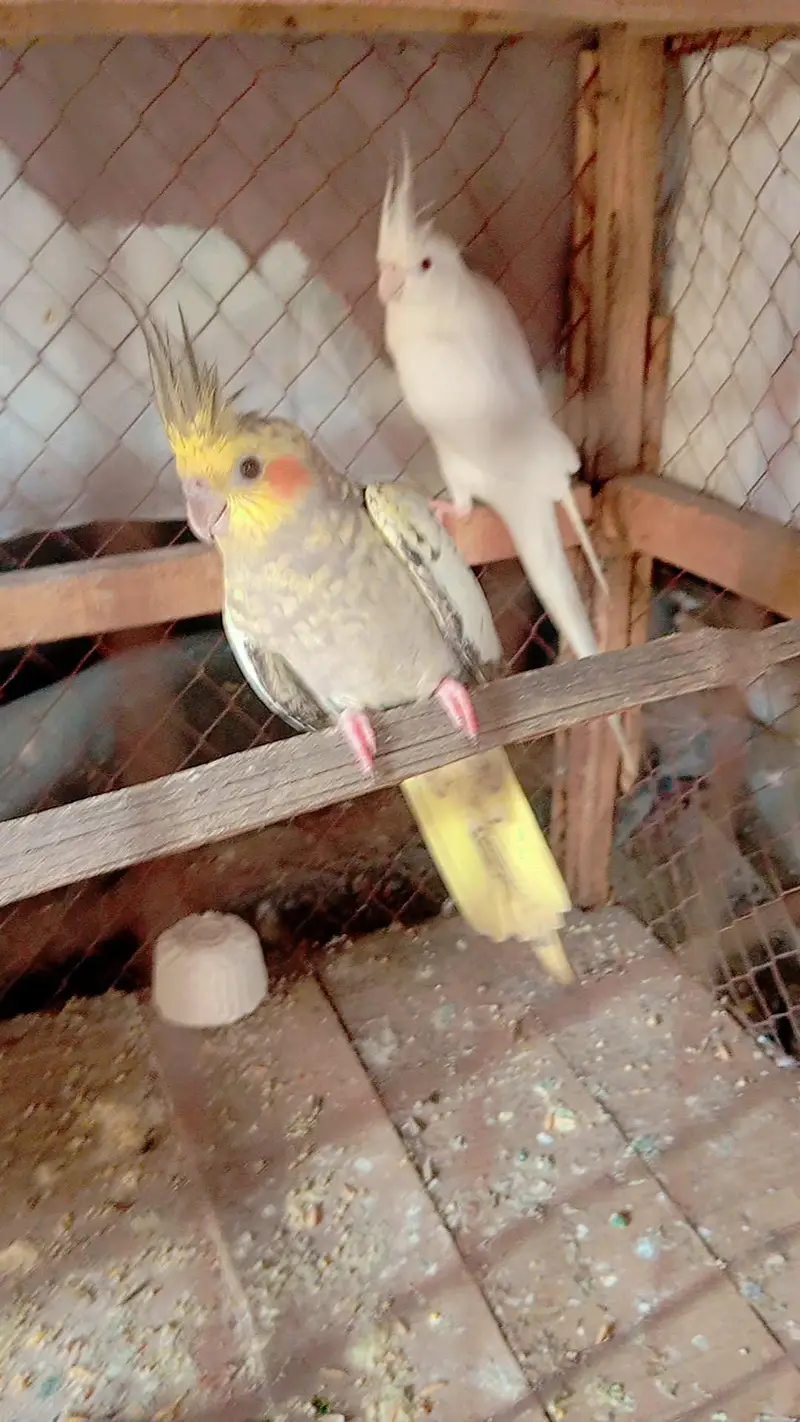 cocktail breeder pairs available num. . 03224833260 — photo 4