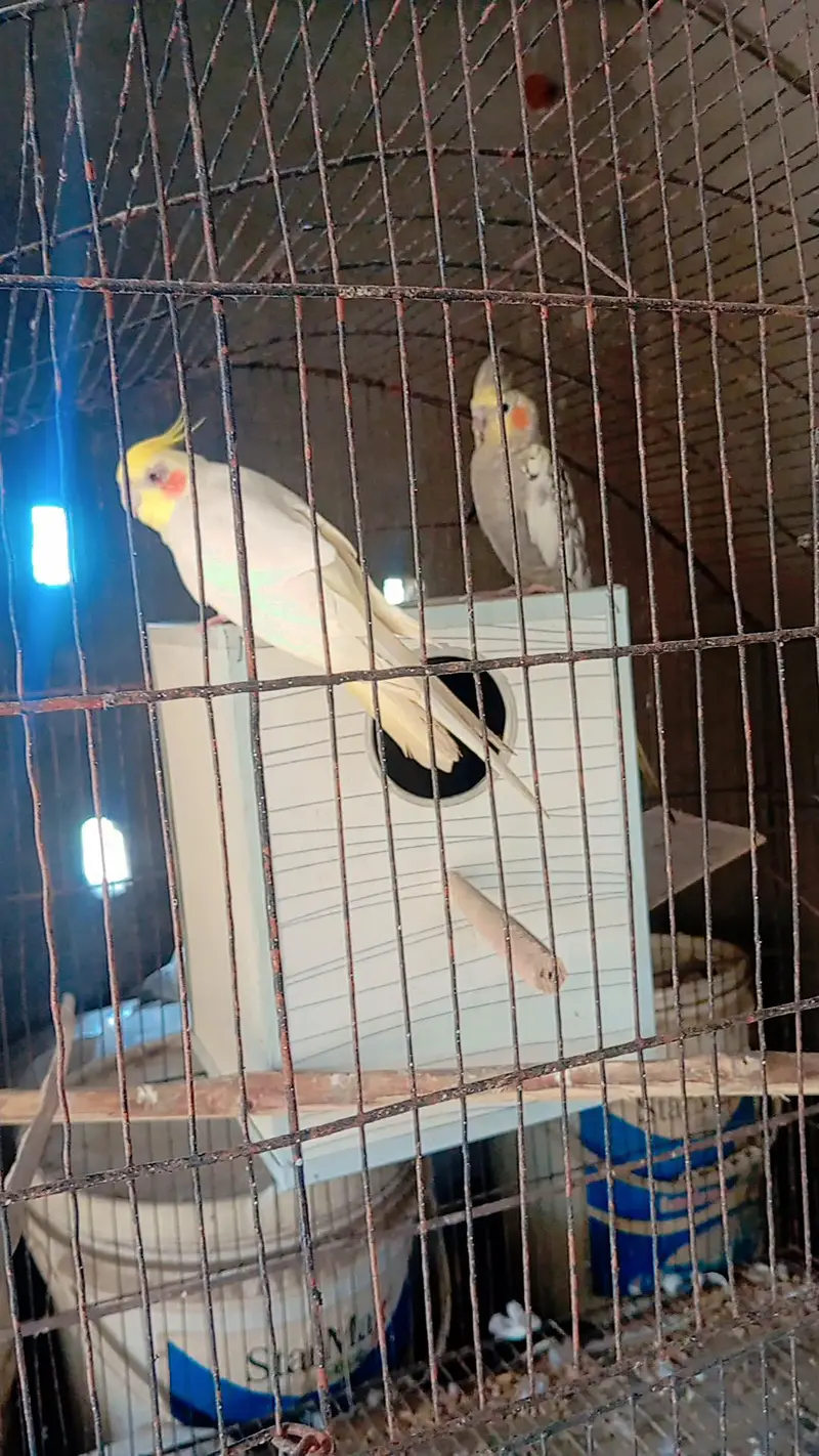 cocktail breeder pairs available num. . 03224833260 — photo 5
