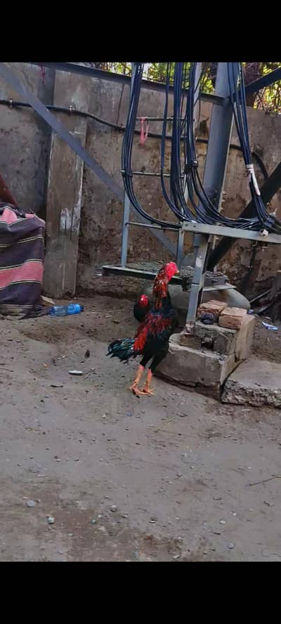 pakoya