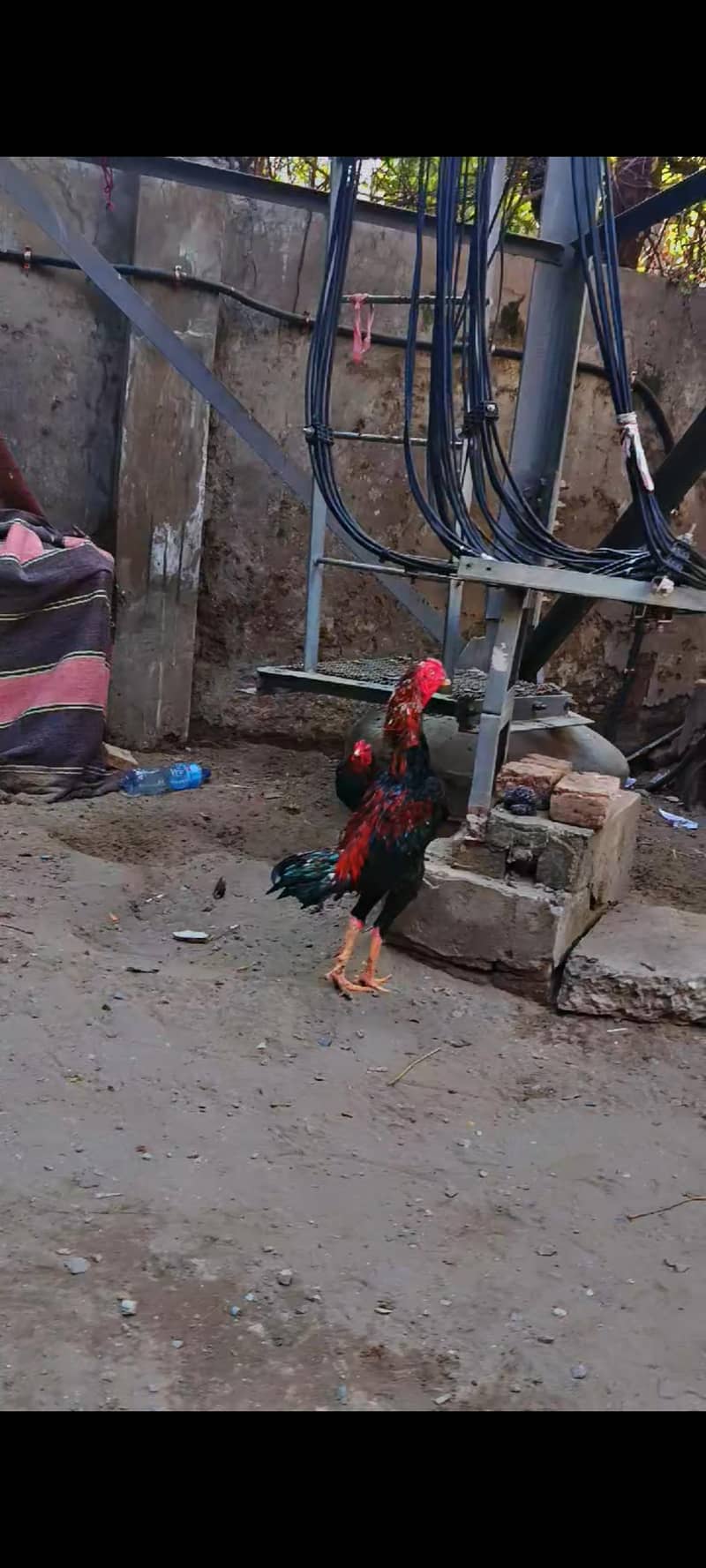 pakoya 0