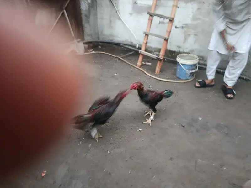 pakoya — photo 3
