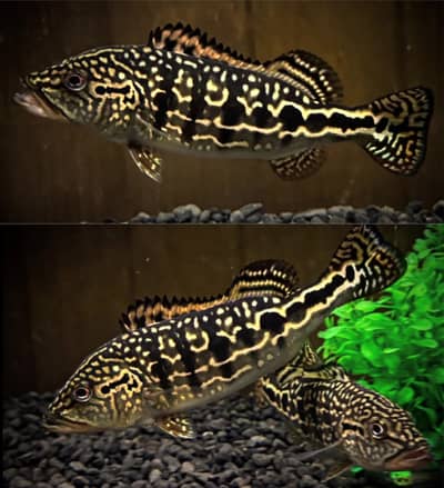 Peacock bass , royal knife , hyfin oscar , severum, albino alligator g