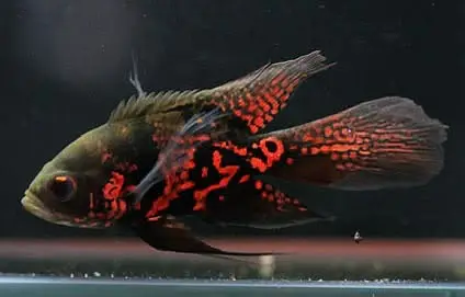 Peacock bass , royal knife , hyfin oscar , severum, albino alligator g — photo 2