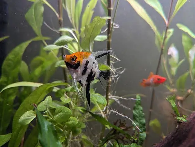 Peacock bass , royal knife , hyfin oscar , severum, albino alligator g — photo 3