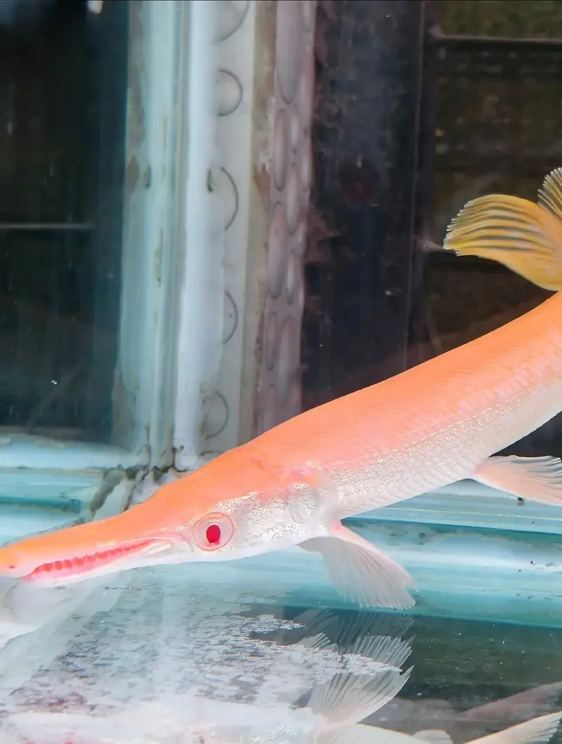 Peacock bass , royal knife , hyfin oscar , severum, albino alligator g — photo 4