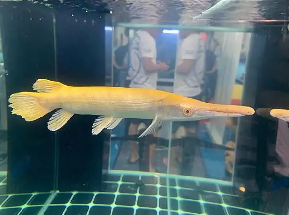Peacock bass , royal knife , hyfin oscar , severum, albino alligator g — photo 5