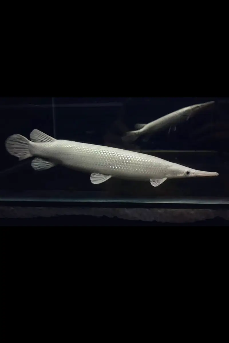 Peacock bass , royal knife , hyfin oscar , severum, albino alligator g — photo 6