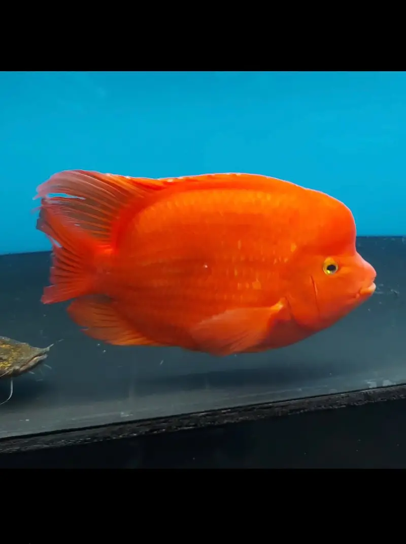 Peacock bass , royal knife , hyfin oscar , severum, albino alligator g — photo 7