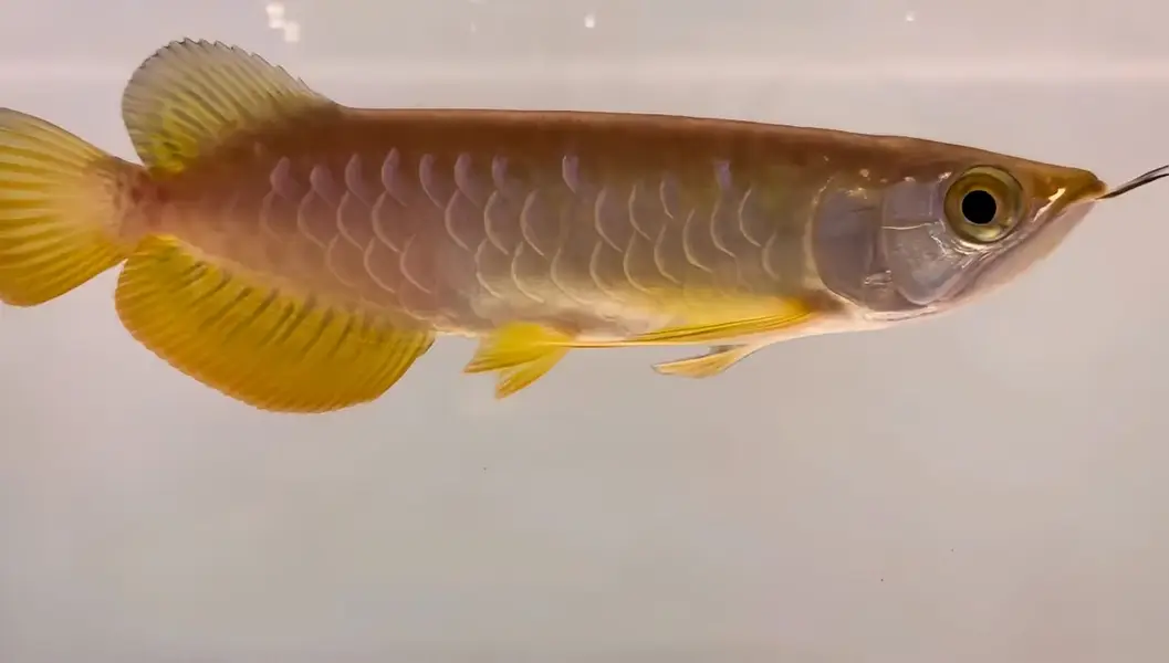 Peacock bass , royal knife , hyfin oscar , severum, albino alligator g — photo 11