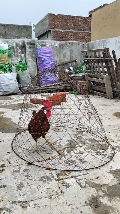 Desi Murgha | Breeder Murgha | Golden Misri Cock | Desi kukr