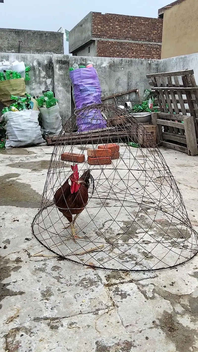 Desi Murgha | Breeder Murgha | Golden Misri Cock | Desi kukr — photo 2