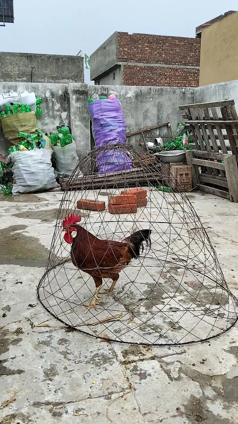 Desi Murgha | Breeder Murgha | Golden Misri Cock | Desi kukr — photo 3
