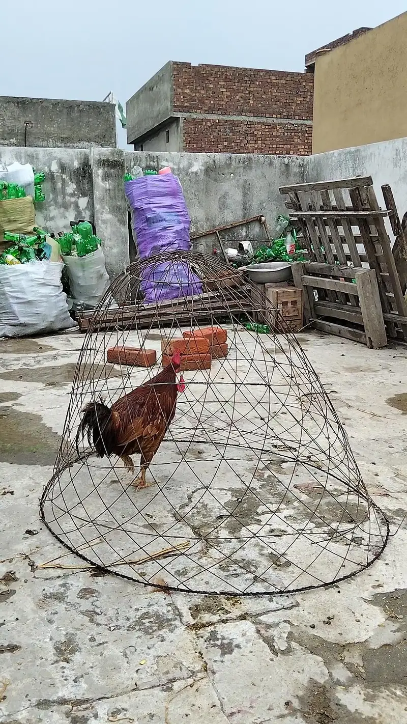 Desi Murgha | Breeder Murgha | Golden Misri Cock | Desi kukr — photo 4