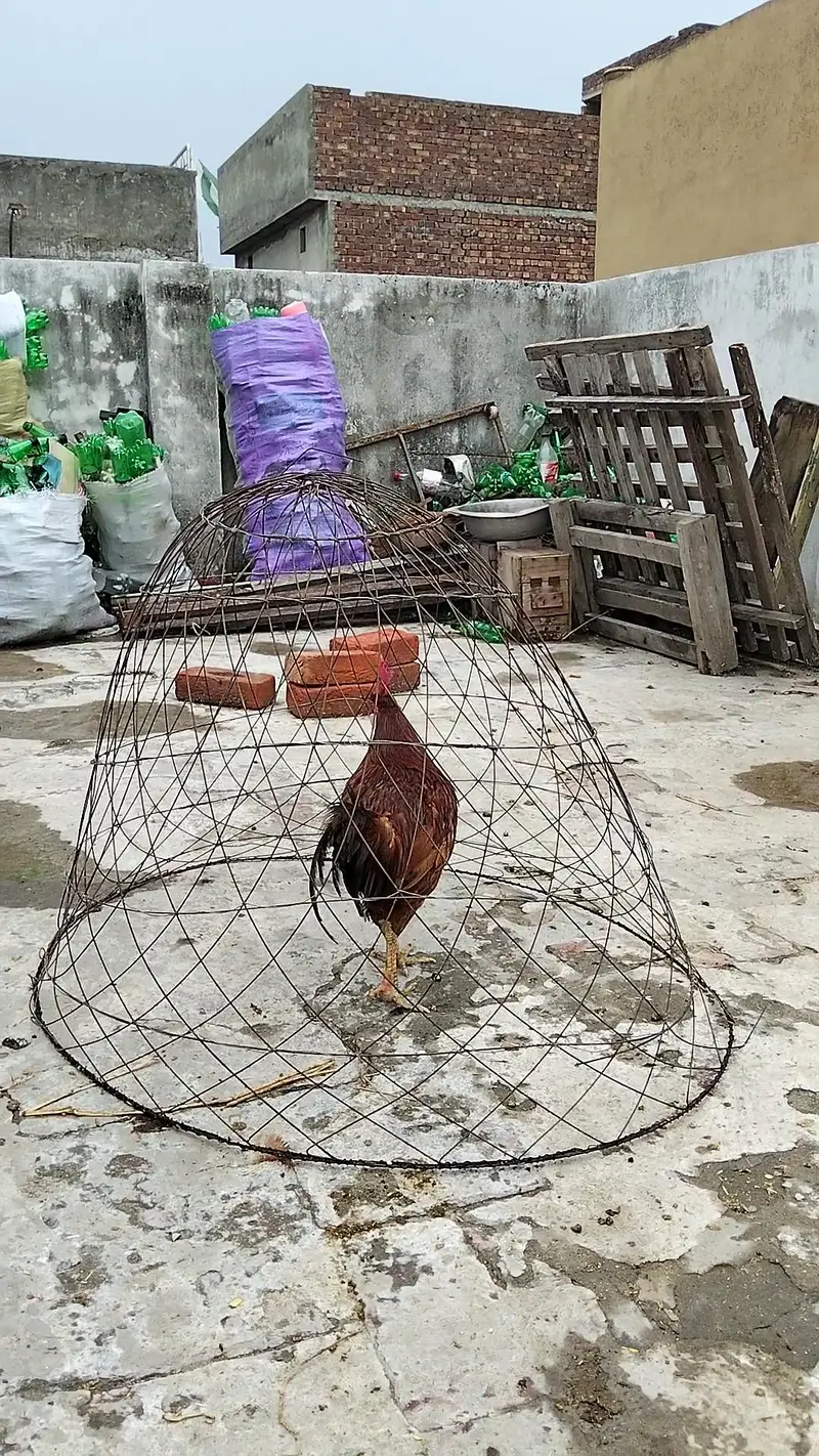 Desi Murgha | Breeder Murgha | Golden Misri Cock | Desi kukr — photo 5